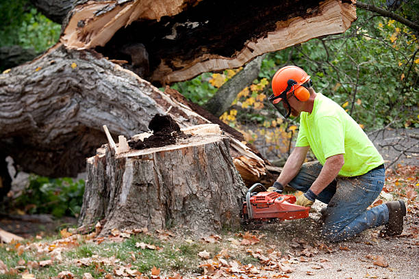 Tree and Shrub Care in Long Beach, MS